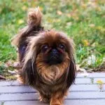 Shih Tzu Peke