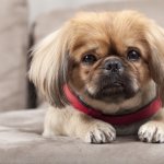 Shih Tzu Pekingese Mix