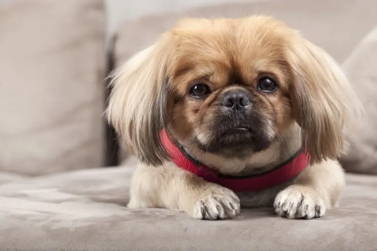 pekingese mix puppies