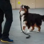 Training An English Shepherd