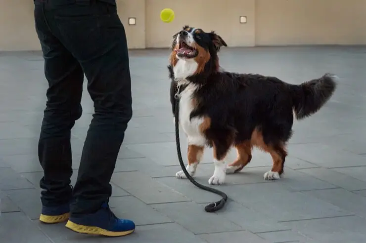 English Shepherd Shedding