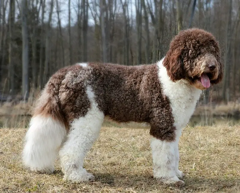 Saint Berdoodle: 9 Things To Before Buying | Perfect Dog Breeds