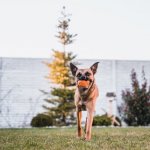 A Boxer And German Shepherd Cross