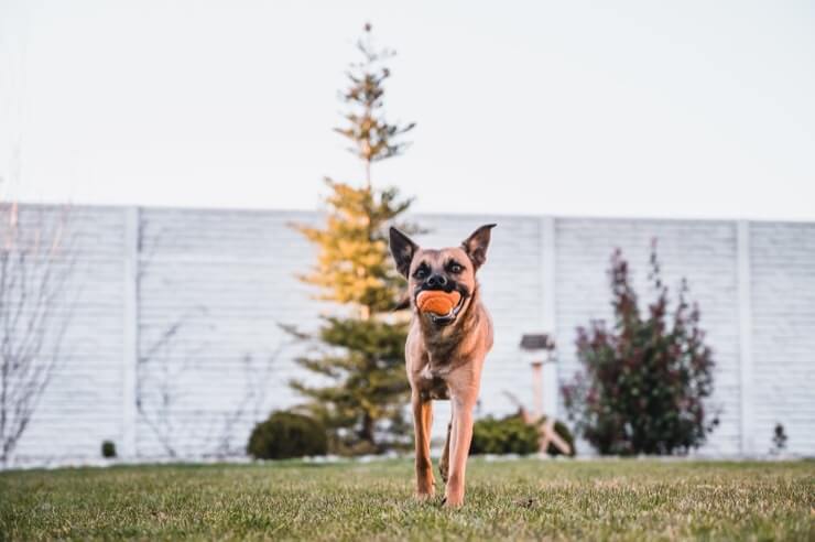 A Boxer And German Shepherd Cross