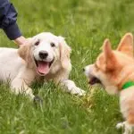 A Corgi And Golden Retriever