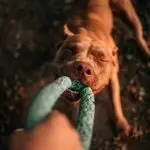 A Pit Bull Playing