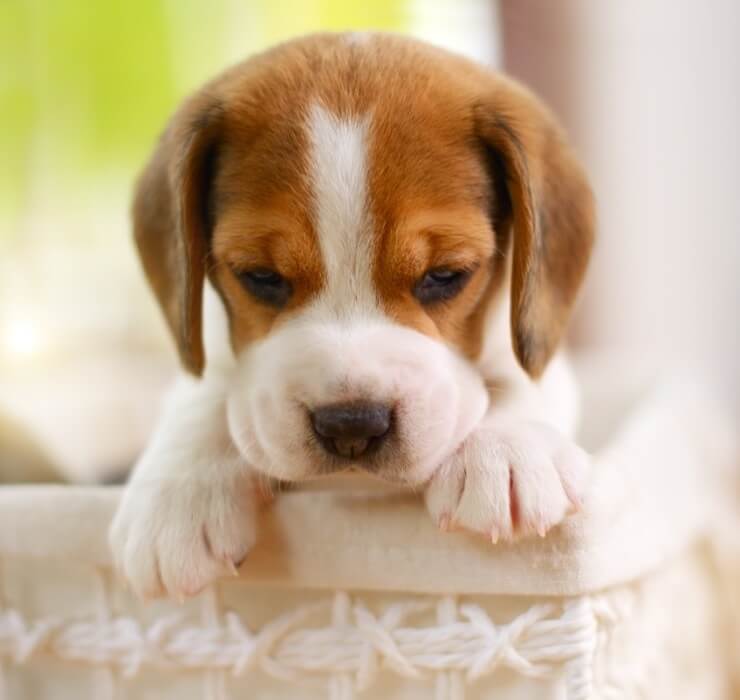 pictures of miniature beagles