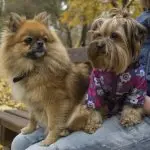 A Pomeranian And Yorkie