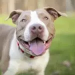 A White Pit Bull