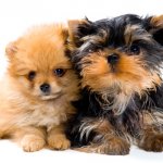 A Yorkie And Pomeranian