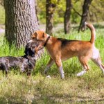 Beagle And Dachshund