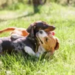 Beagle Dachshund