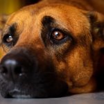 Boxer German Shepherd Mix