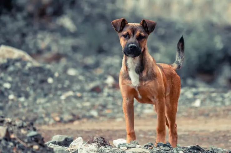 Boxer Shepherd