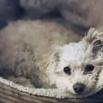 Chihuahua Poodle Mix