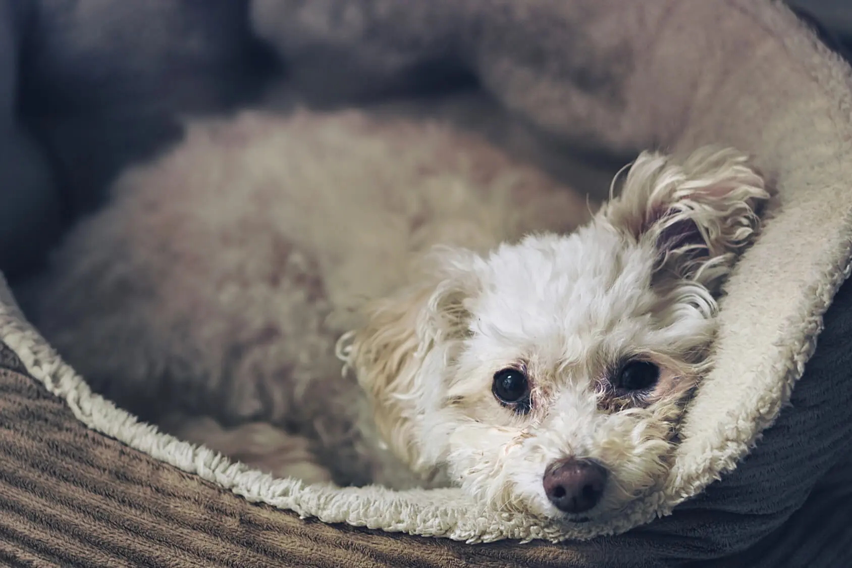 a poodle mixed with a chihuahua