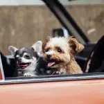 Chihuahua With Poodle