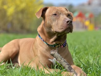 Complete Pit Bull Guide What To Know Before Buying Cover