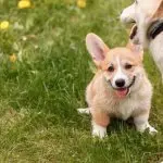 Corgi And Golden Retriever