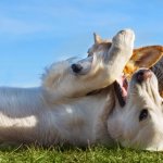 Corgi And Golden Retriever Playing