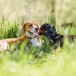 Dachshund Beagle