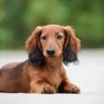 Daschund