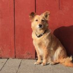 Golden Retriever Corgi Mix