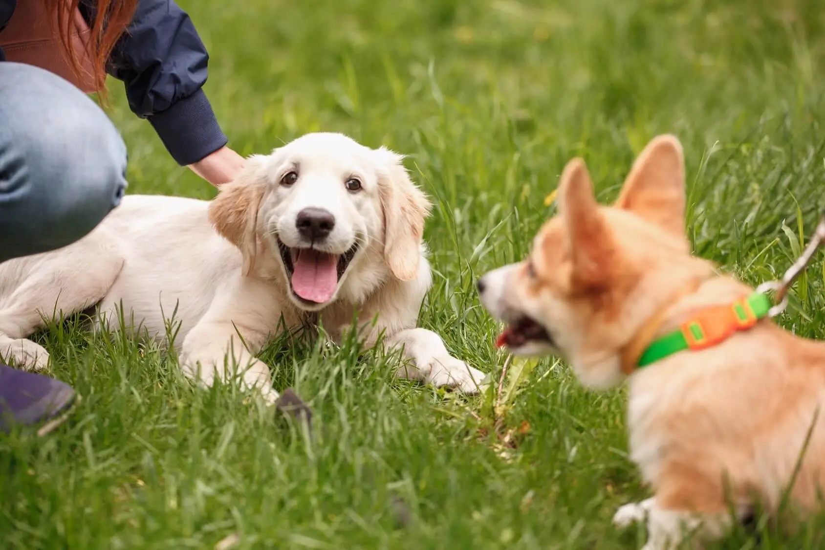 svale Fantasi Modig Golden Retriever Corgi Mix: 6 Must Know Facts | Perfect Dog Breeds