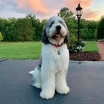 Adorable saint berdoodle sitting in the park