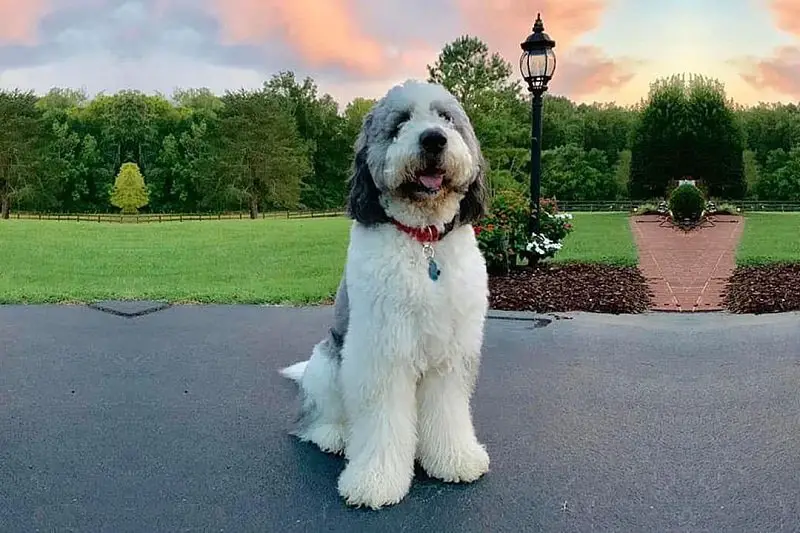 Adorable saint berdoodle sitting in the park