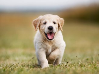 Mini Golden Retriever 6 Things To Know Before Buying Cover