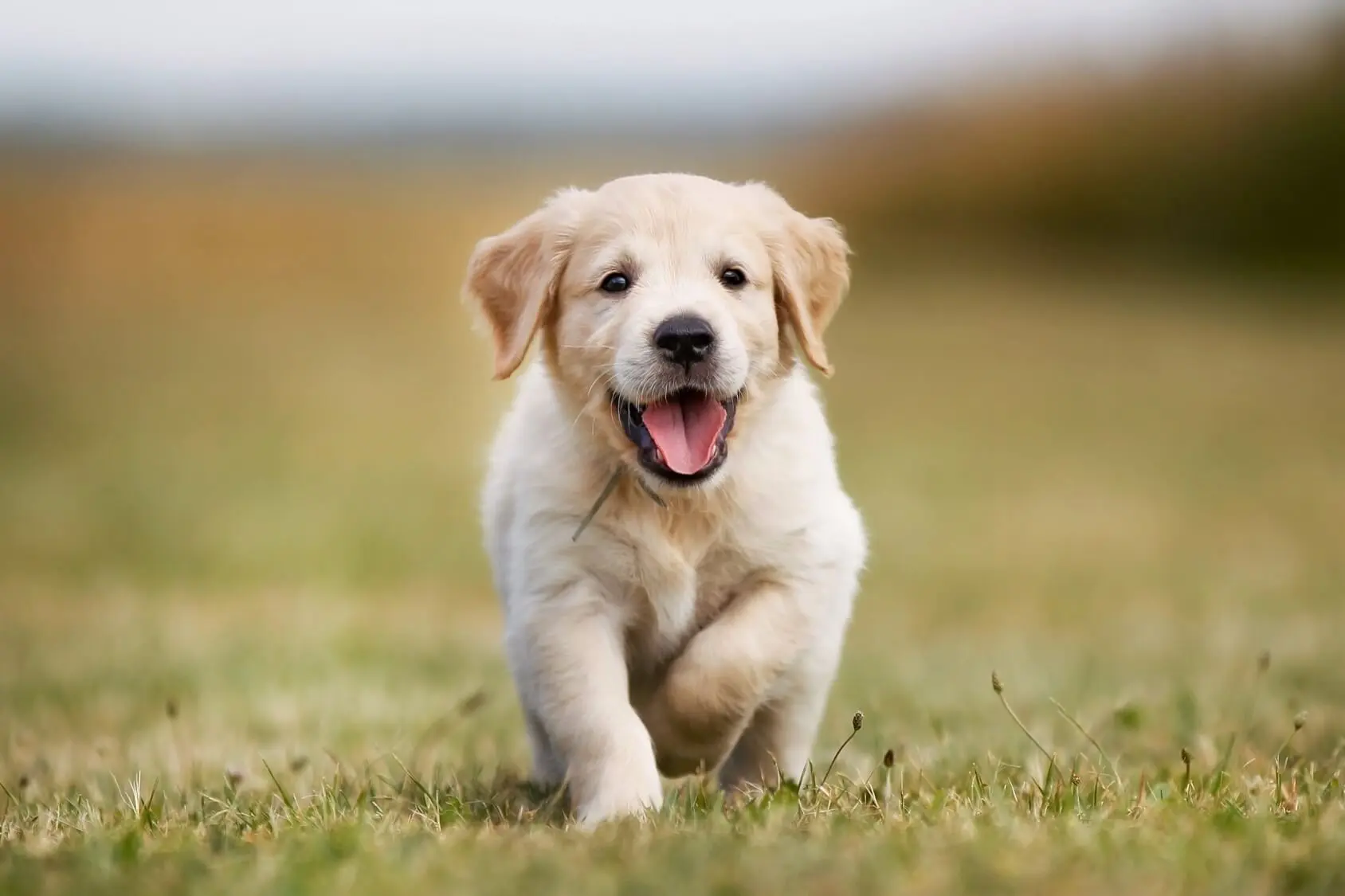 Mini Golden Retriever: 6 Things To Know Before Buying - Mini GolDen Retriever 6 Things To Know Before Buying Cover