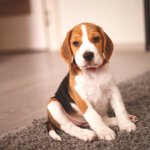 Miniature Beagle