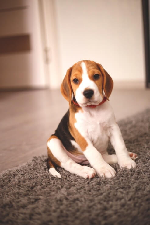 A does cost beagle india in how much Beagles as