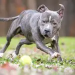 Pit Bull Chasing A Ball