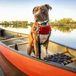 A handsome pit bull dog in a life jacket in a red canoe on a calm lake