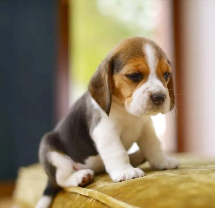 miniature beagle puppies