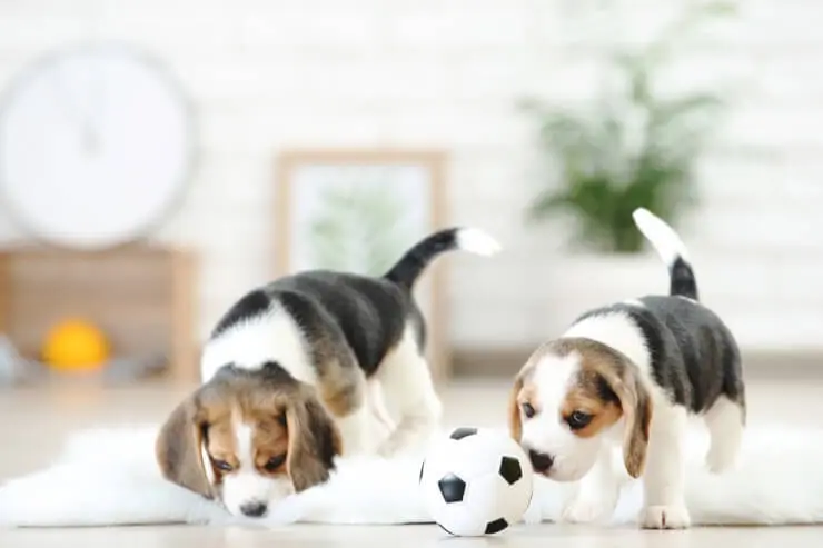 Pocket Beagles