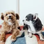 Poodle And Chihuahua