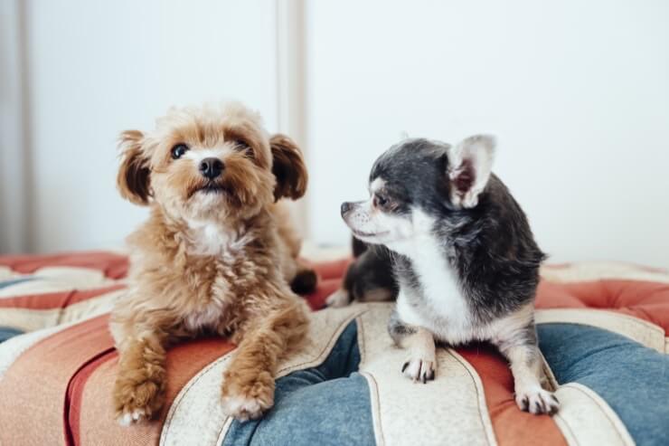 Chihuahua Poodle Mix Facts Origin