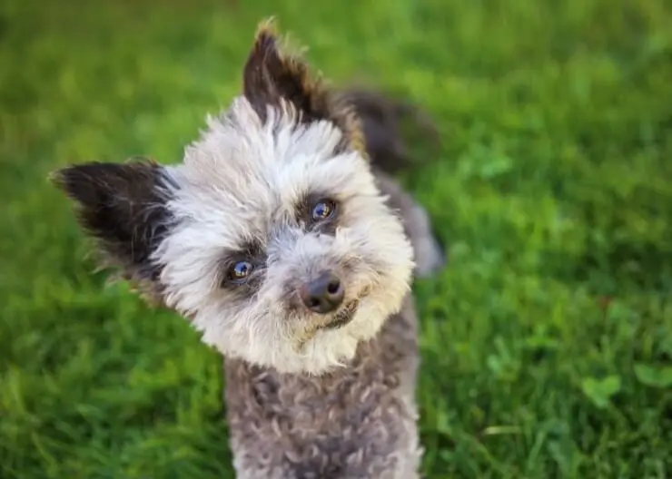 mini poodle and chihuahua mix