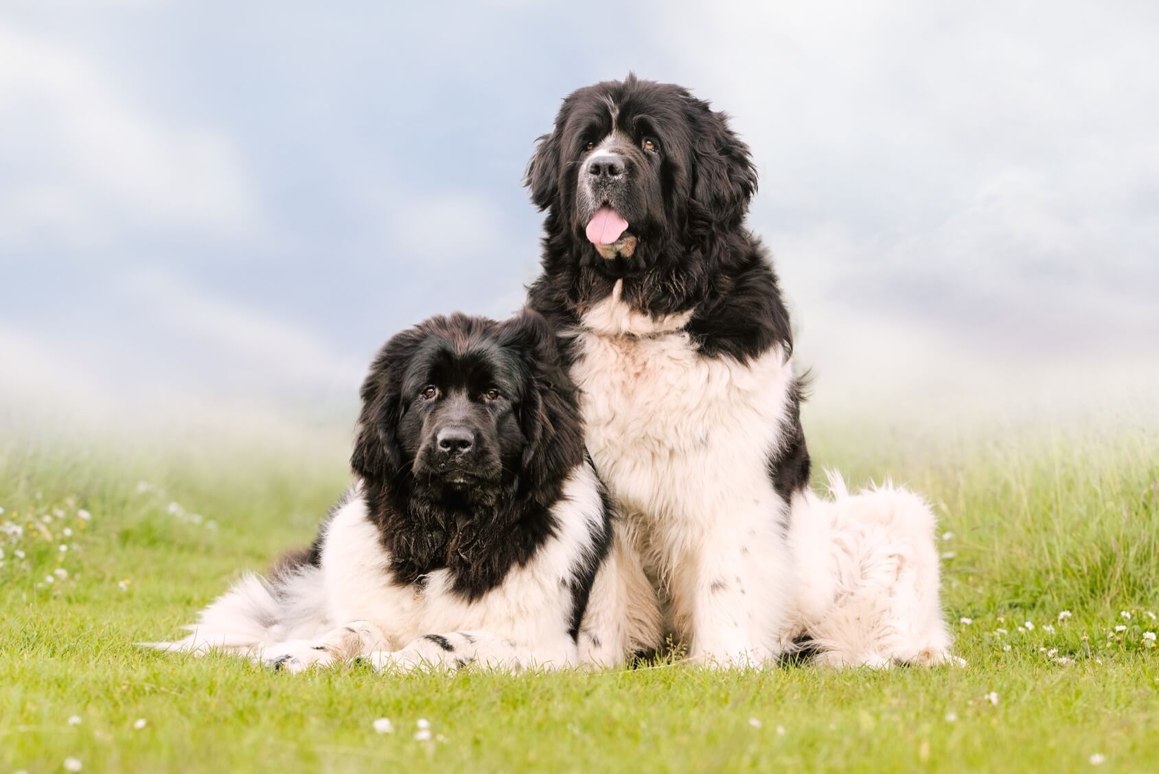 saint bernard and poodle mix