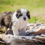 Charming saint berdoodle puppy in the backyard