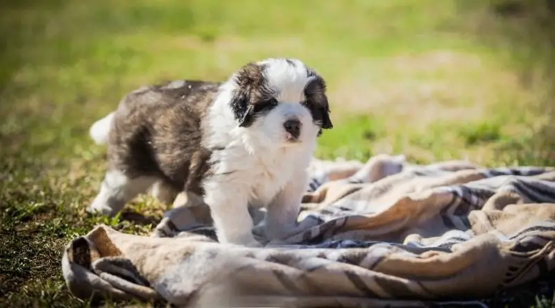 Cute saint berdoodle puppy outside on top of a blanket