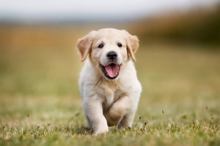 mini golden labrador