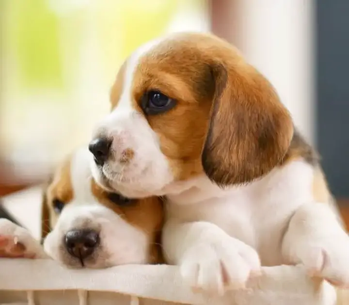 Two Pocket Beagles