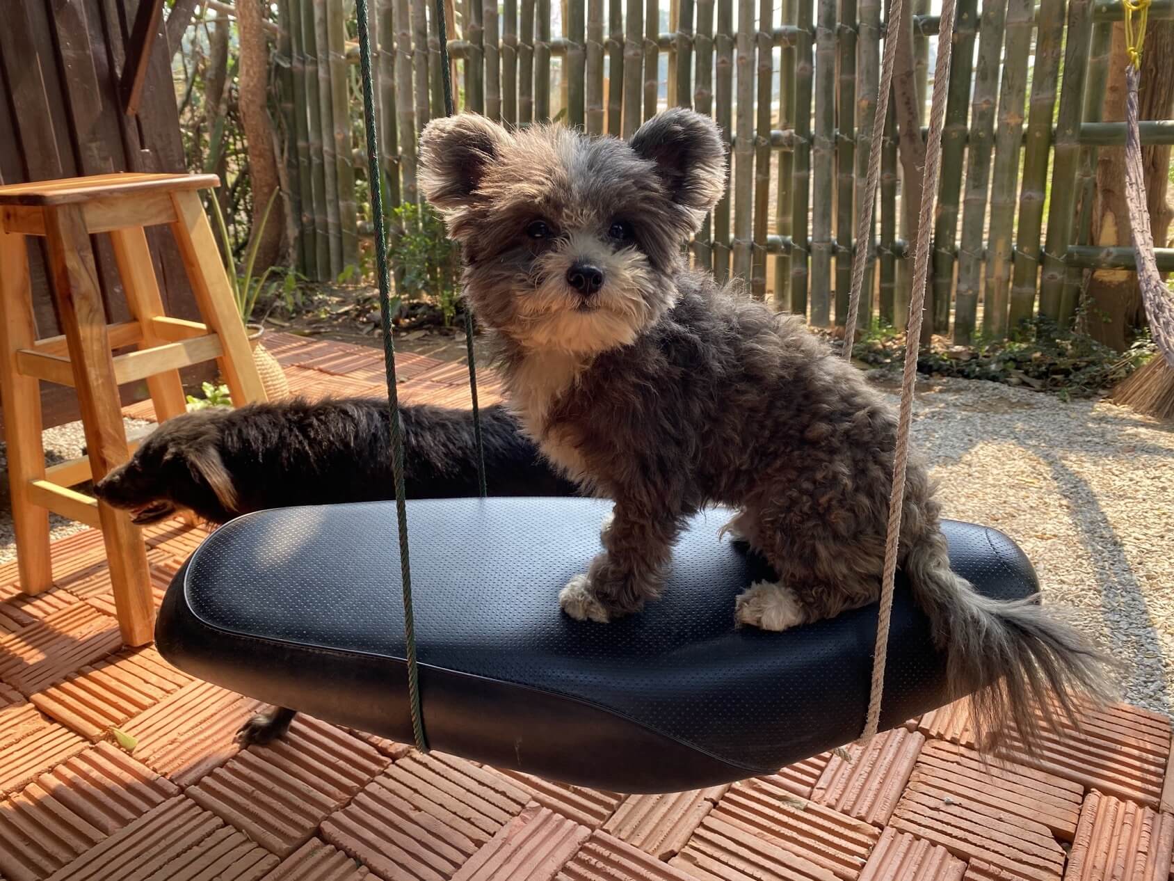 yorkie and pomeranian puppies