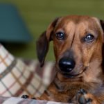 Daschund