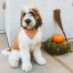 Charming saint berdoodle ready for autumn