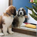 Adorable saint berdoodle looking in the mirror